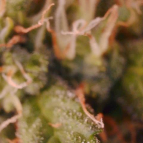 Purple Haze Auto growlog timeline photo