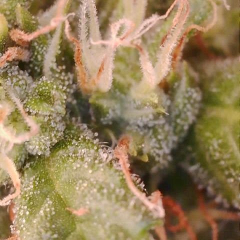 Purple Haze Auto growlog timeline photo