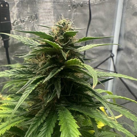 Purple Haze Auto growlog timeline photo