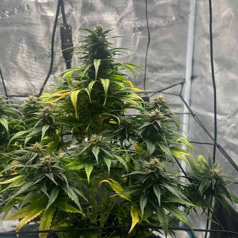 Purple Haze Auto growlog timeline photo