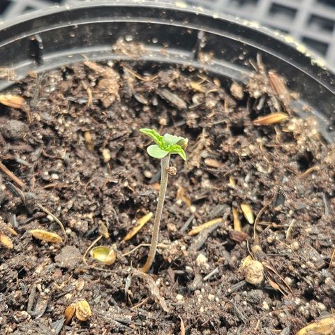 Amnesia Haze growlog timeline photo