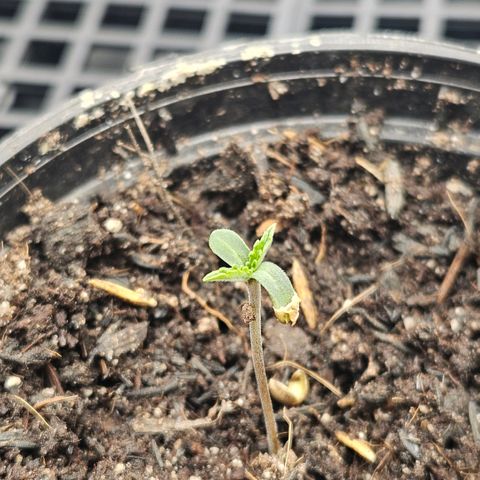 Amnesia Haze growlog timeline photo