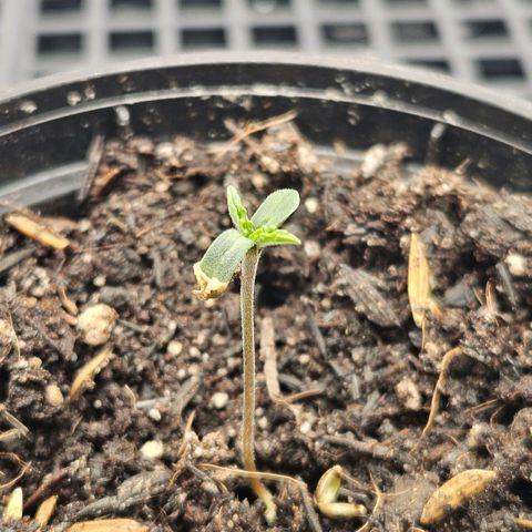 Amnesia Haze growlog timeline photo