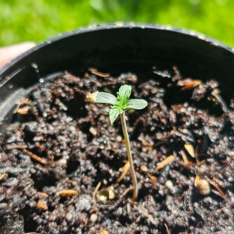 Amnesia Haze growlog timeline photo