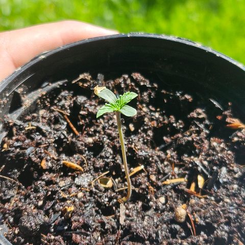 Amnesia Haze growlog timeline photo