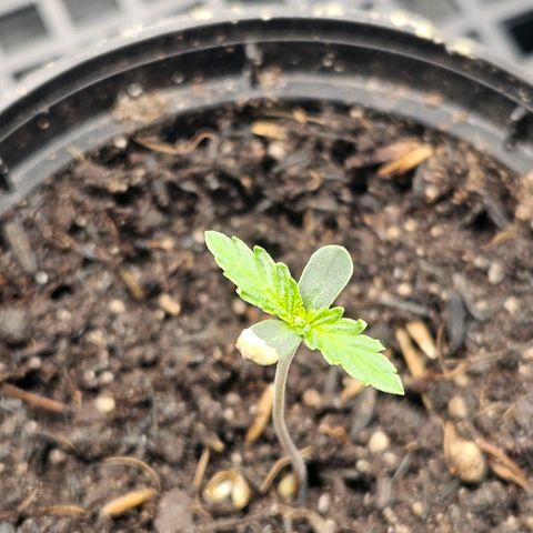 Amnesia Haze growlog photo: Tem a casca da semente ali