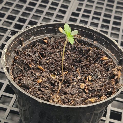 Amnesia Haze growlog photo: Tem a casca da semente ali