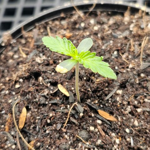 Amnesia Haze growlog photo: Coloquei mais solo 