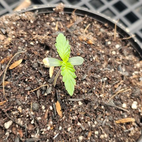 Amnesia Haze growlog photo: Coloquei mais solo 