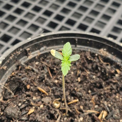 Amnesia Haze growlog photo: Tem a casca da semente ali