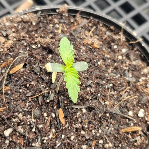 Amnesia Haze growlog photo: Coloquei mais solo 