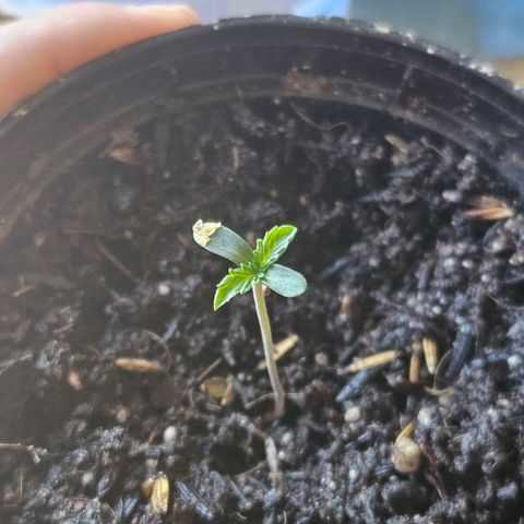 Amnesia Haze growlog timeline photo