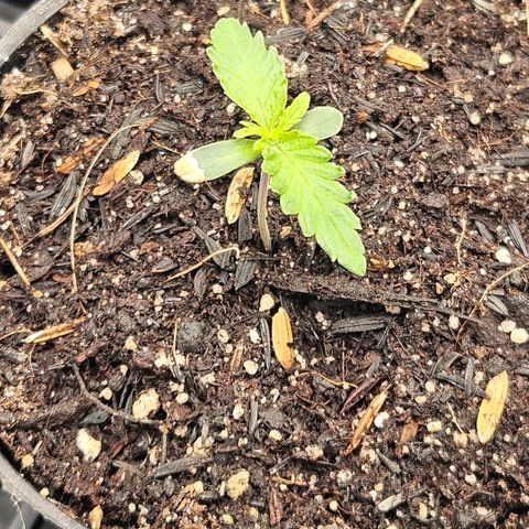 Amnesia Haze growlog timeline photo