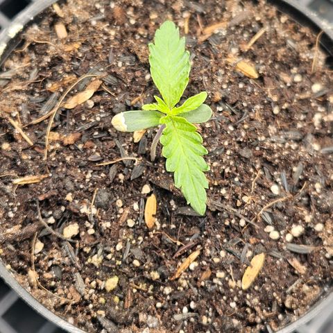 Amnesia Haze growlog timeline photo