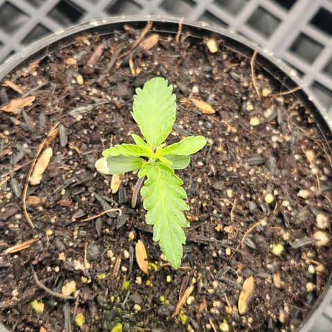 Amnesia Haze growlog timeline photo