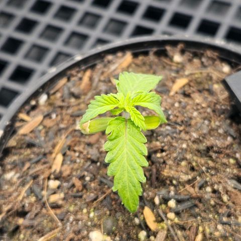 Amnesia Haze growlog timeline photo