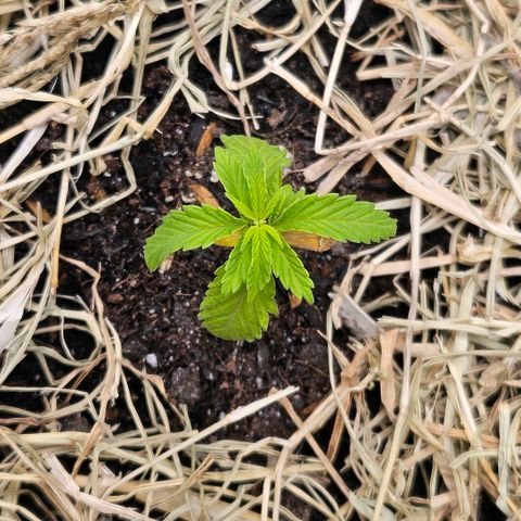 Amnesia Haze growlog timeline photo