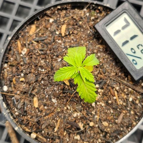 Amnesia Haze growlog timeline photo