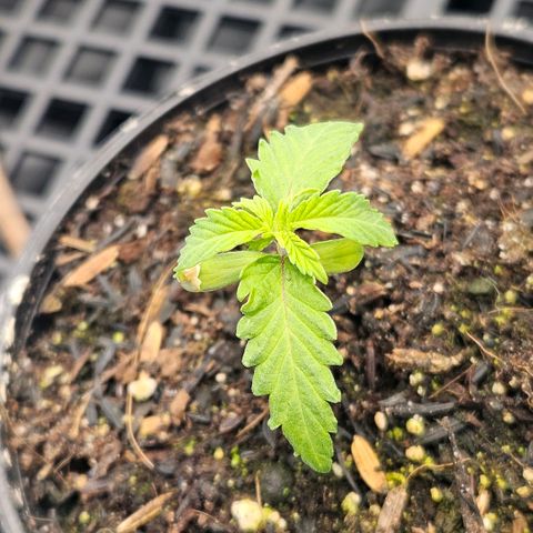 Amnesia Haze growlog timeline photo