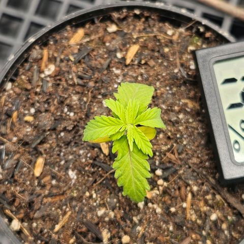Amnesia Haze growlog timeline photo