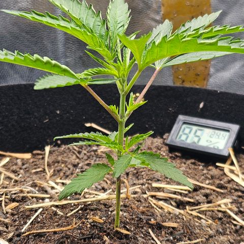 Amnesia Haze growlog timeline photo
