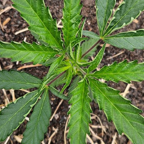 Amnesia Haze growlog timeline photo