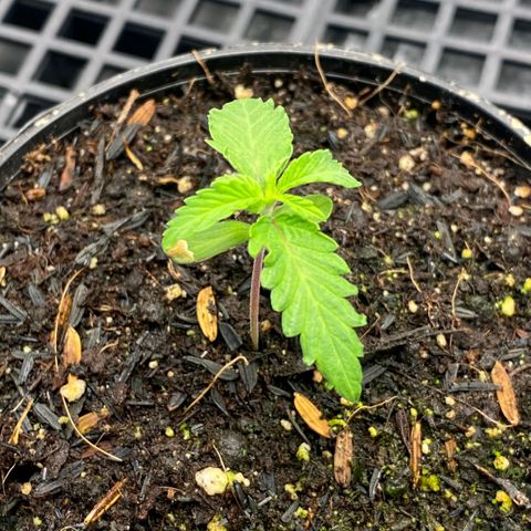 Amnesia Haze growlog timeline photo