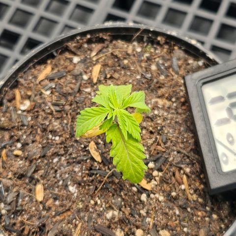Amnesia Haze growlog timeline photo