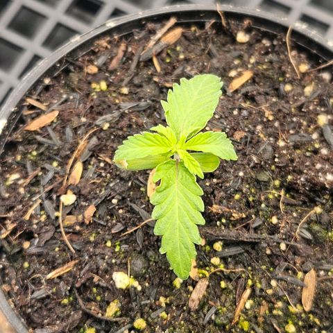 Amnesia Haze growlog timeline photo