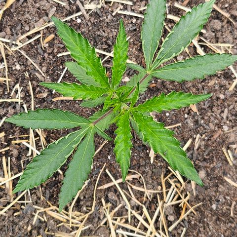Amnesia Haze growlog timeline photo