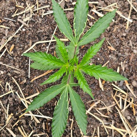 Amnesia Haze growlog timeline photo