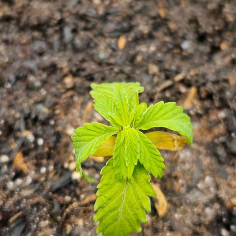 Amnesia Haze growlog timeline photo
