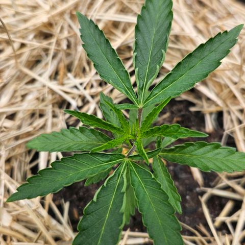 Amnesia Haze growlog timeline photo