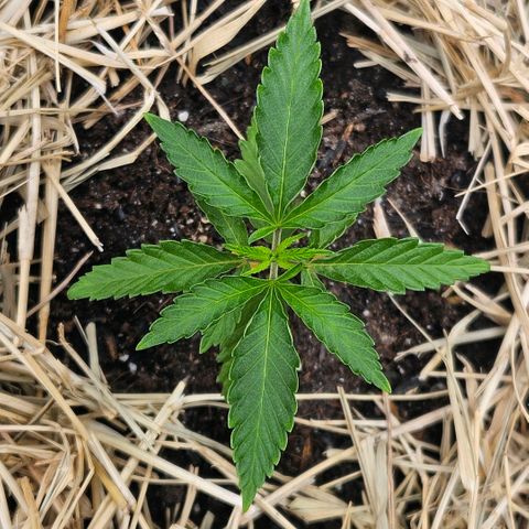 Amnesia Haze growlog timeline photo