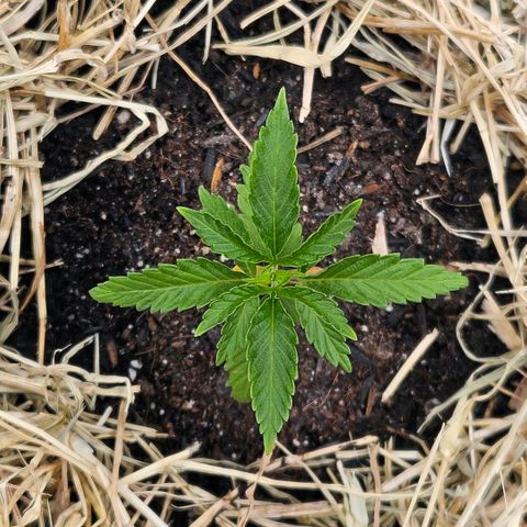 Amnesia Haze growlog timeline photo