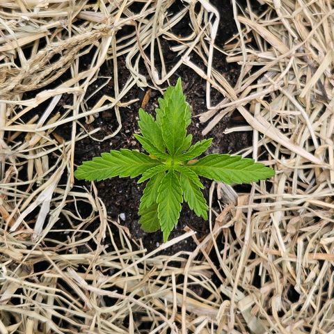 Amnesia Haze growlog timeline photo