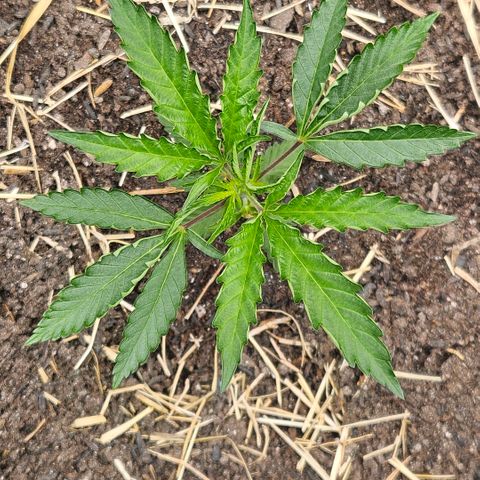 Amnesia Haze growlog timeline photo