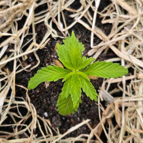 Amnesia Haze growlog timeline photo