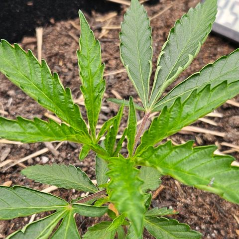 Amnesia Haze growlog timeline photo