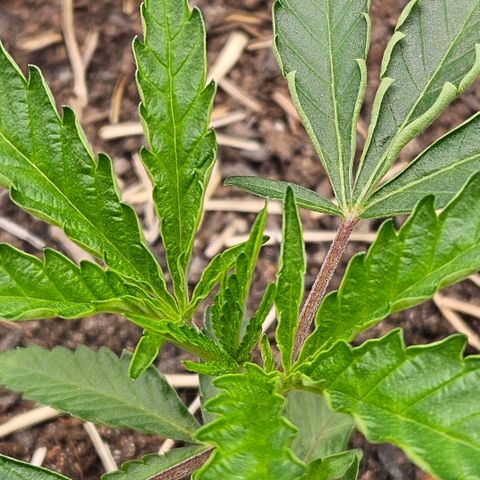 Amnesia Haze growlog timeline photo