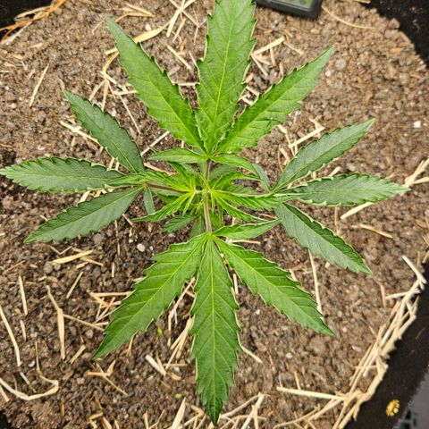 Amnesia Haze growlog timeline photo