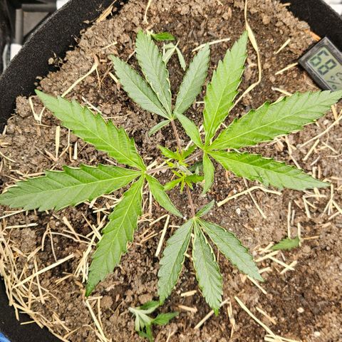 Amnesia Haze growlog timeline photo