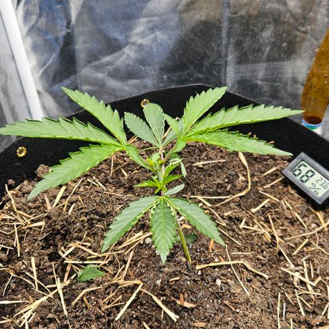 Amnesia Haze growlog timeline photo