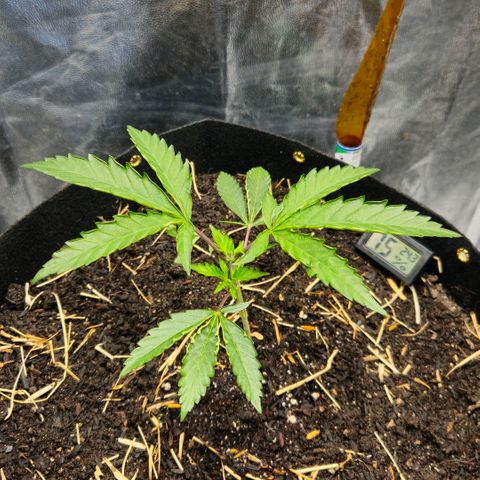 Amnesia Haze growlog timeline photo