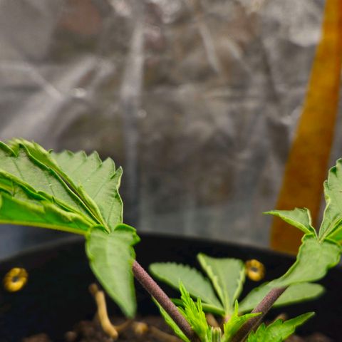 Amnesia Haze growlog timeline photo