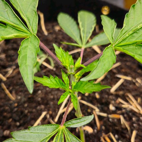 Amnesia Haze growlog timeline photo