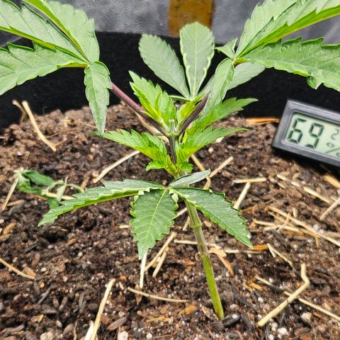 Amnesia Haze growlog timeline photo