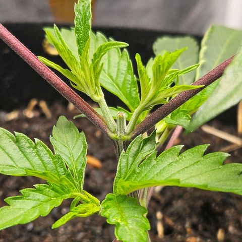 Amnesia Haze growlog timeline photo