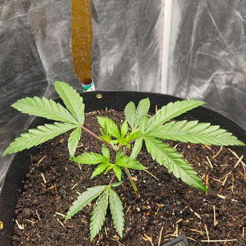 Amnesia Haze growlog timeline photo