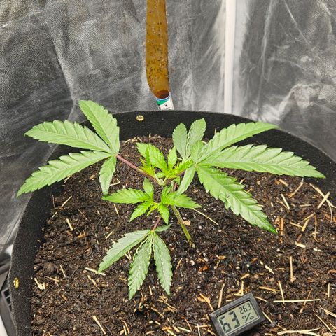 Amnesia Haze growlog timeline photo